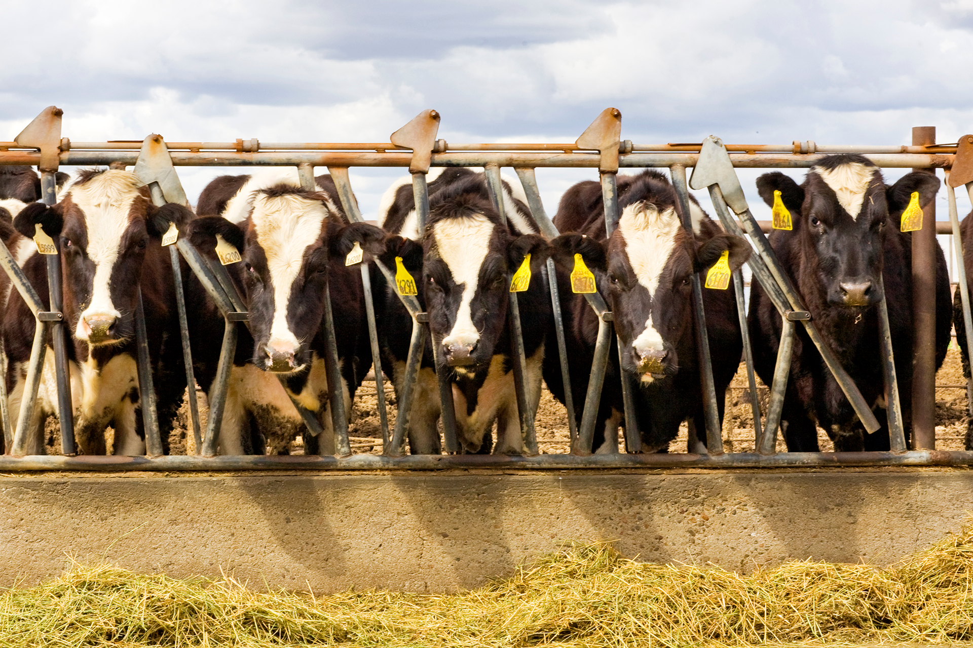 A line up of cows