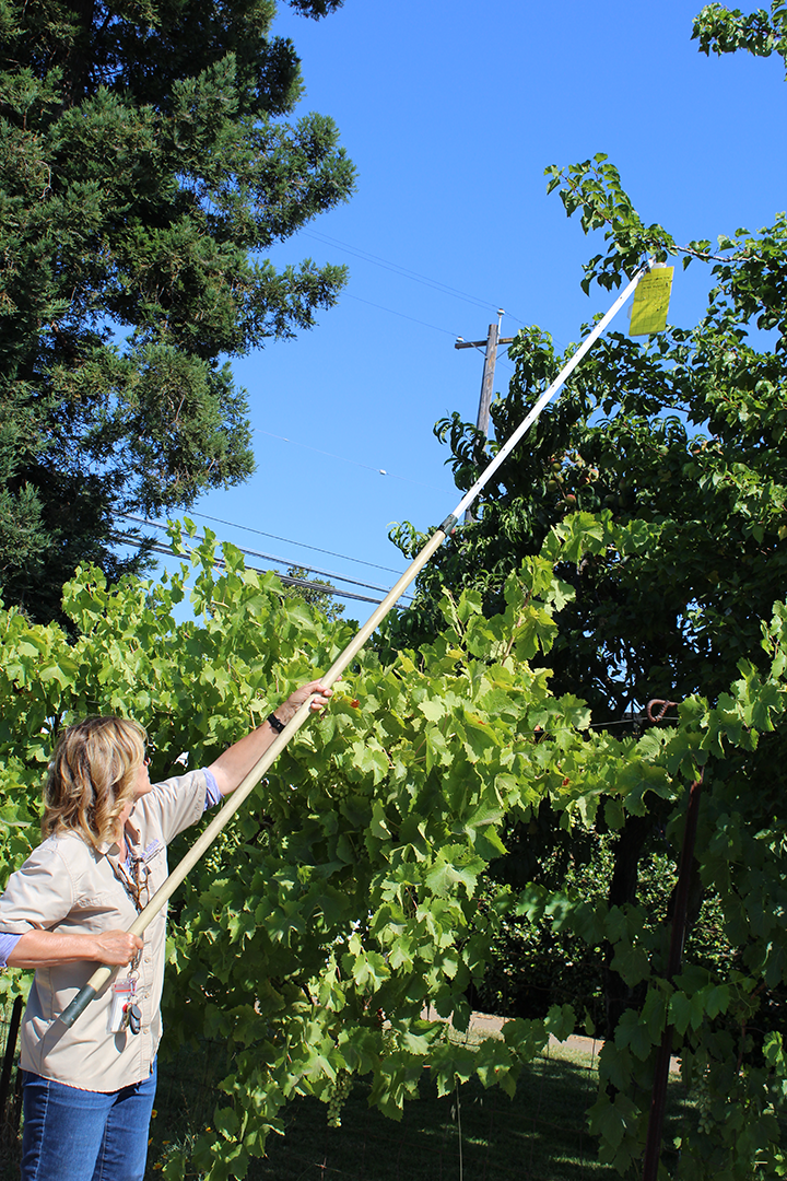 Person placing a pest trap in a tree