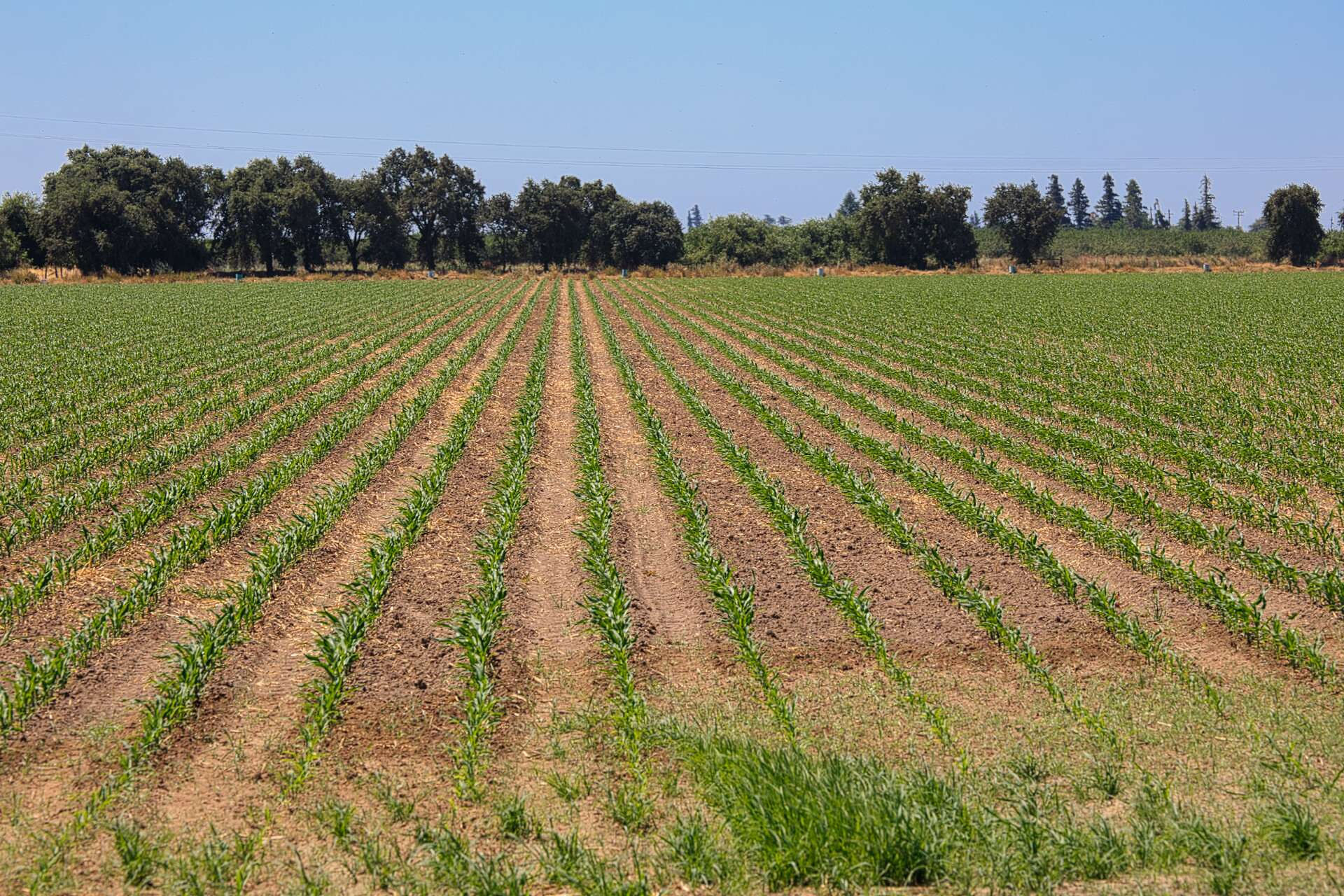 A field of young crops