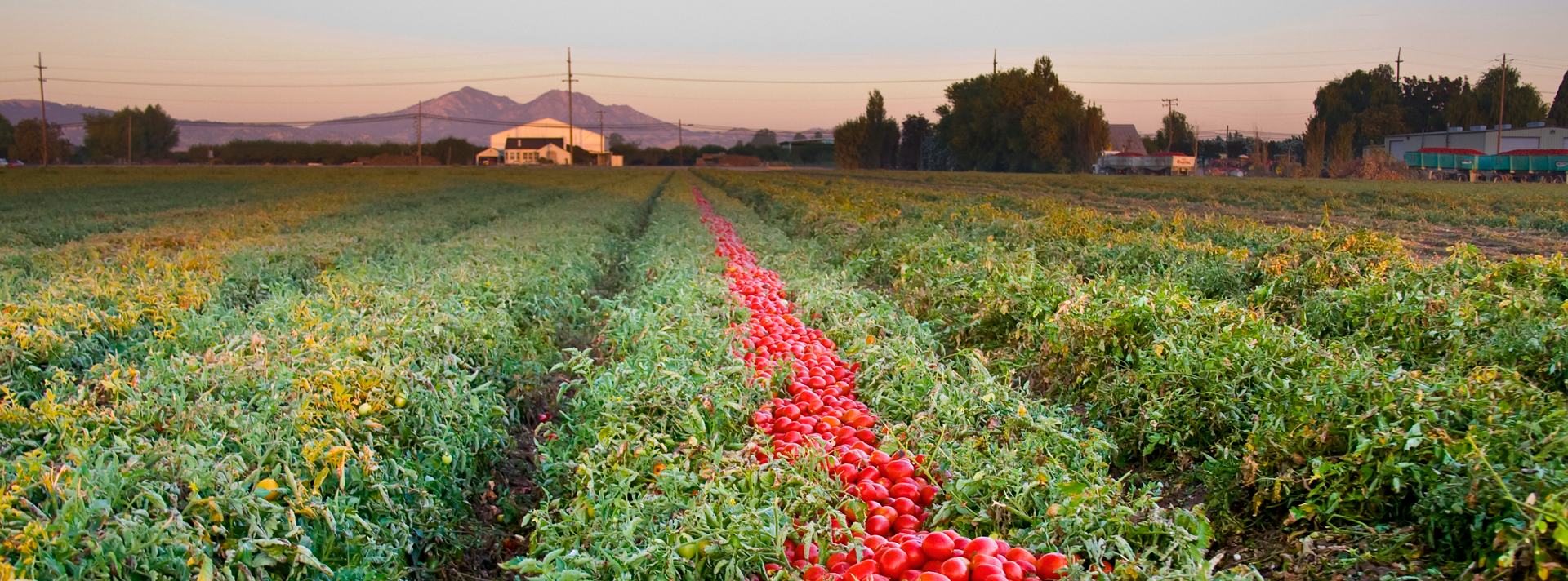 Field of tomatoes after harvest