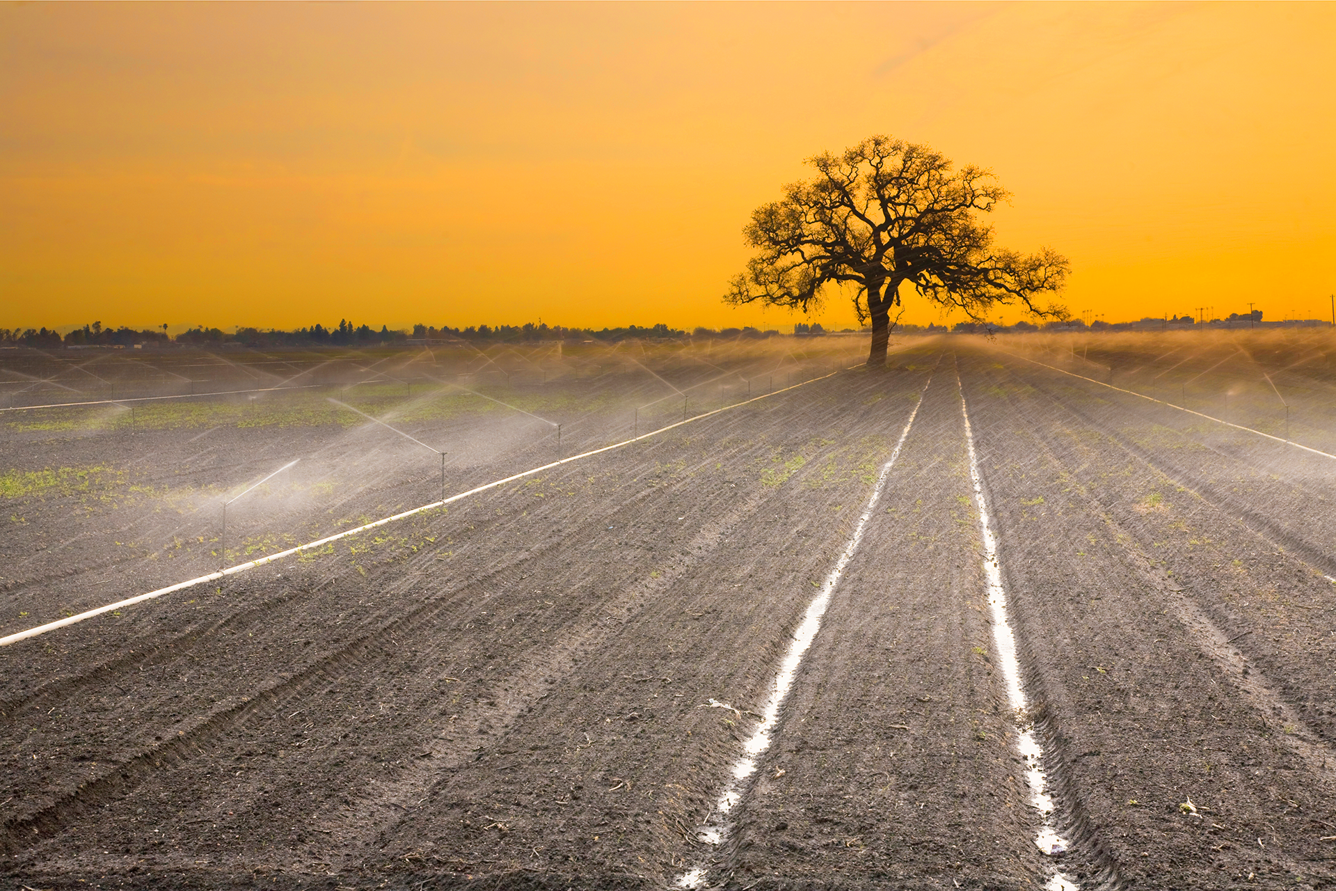 Field being watered