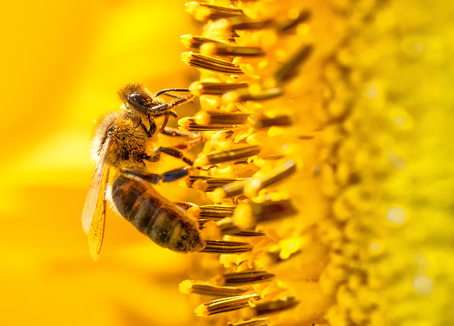 Honey bee pollinating a flower