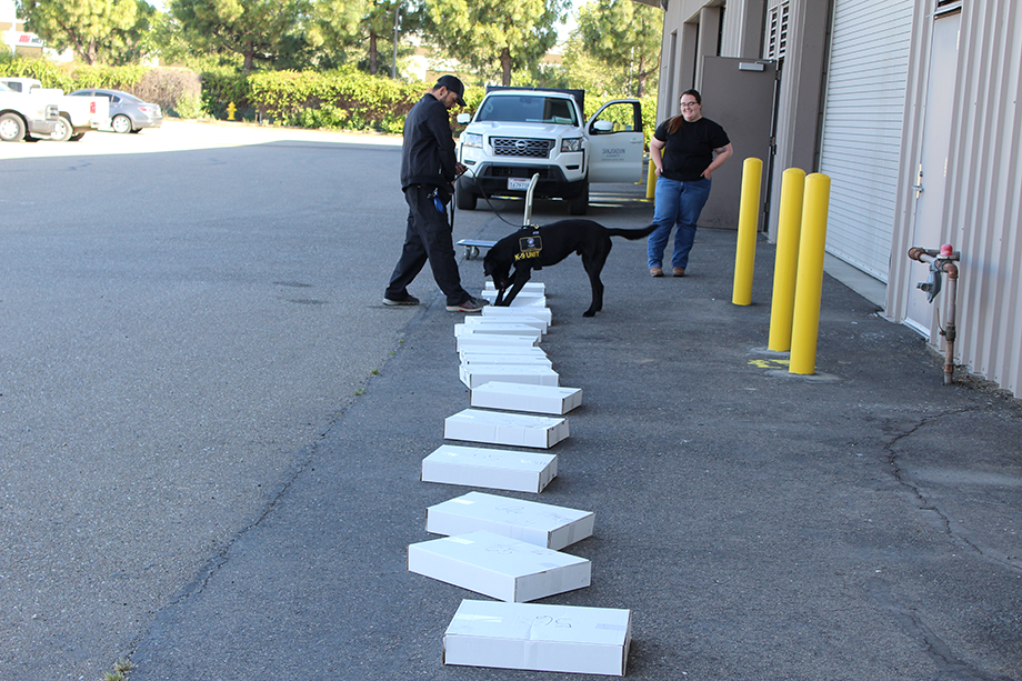 Dog detection team in action