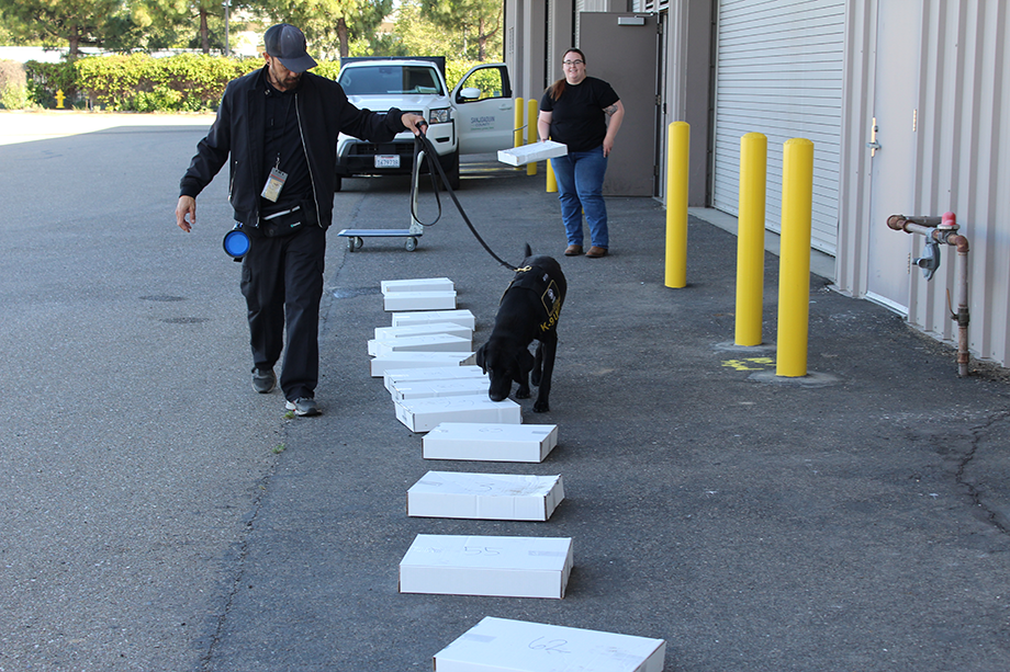 Dog detection team in action