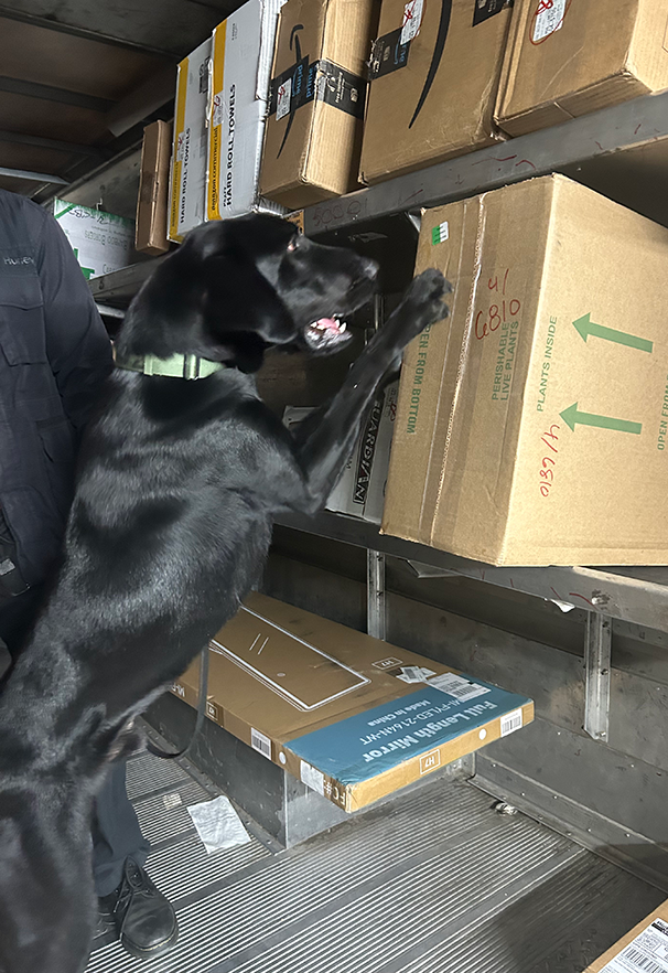 Waylon checking out a box