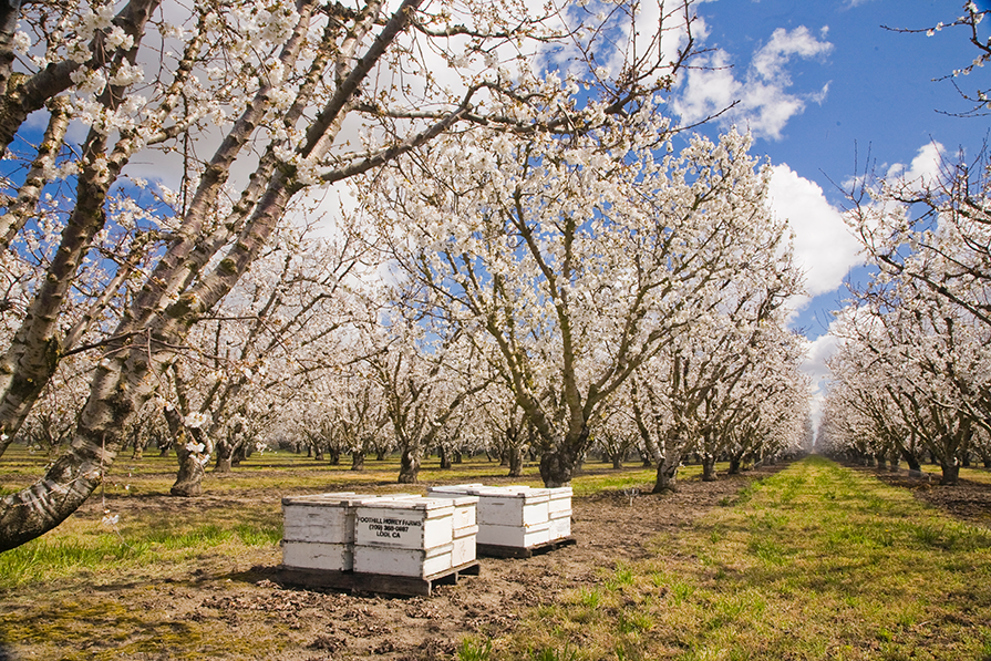 Bee hives sit in a walnut orchard