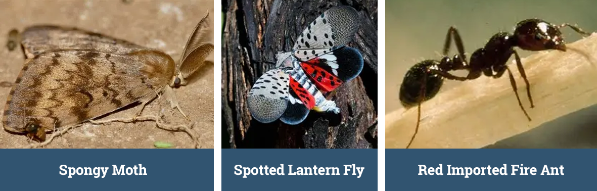 Images of high risk pests including the Spongy Moth, Spotted Lantern Fly, and Red Imported Fire Ant