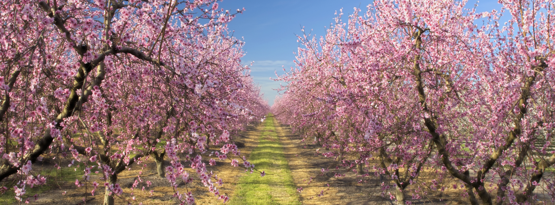 Photo of a cherry orchard