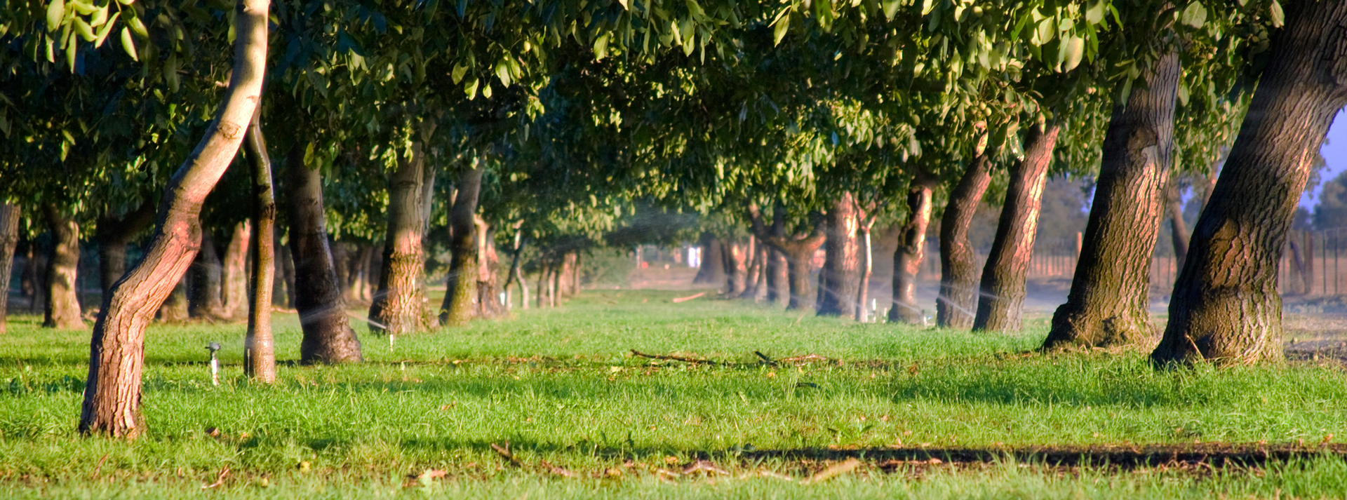 Rows of trees extending into the distance