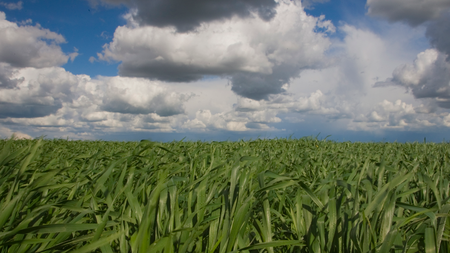 Corn field against a blue sky