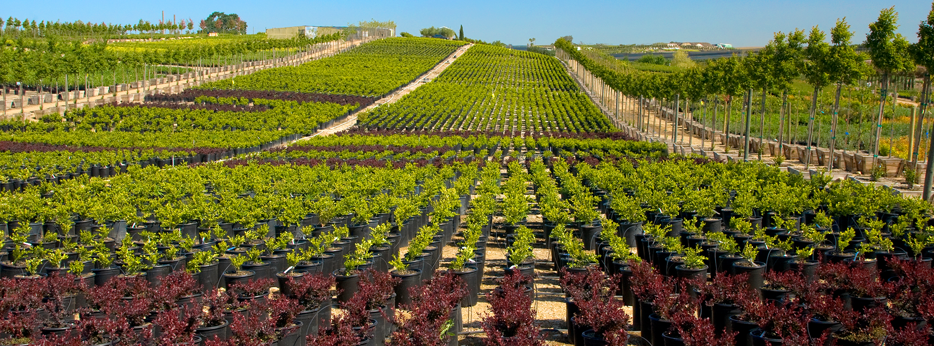 Colorful field of crops