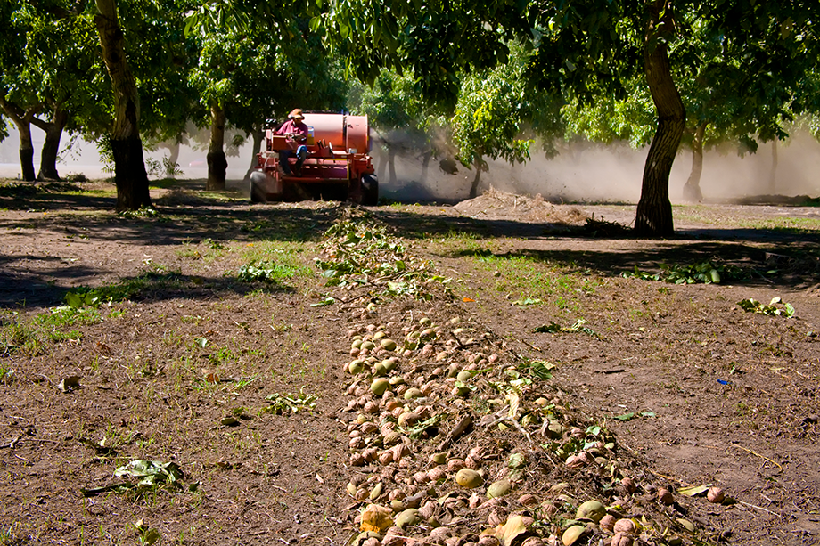 Walnuts being harvested