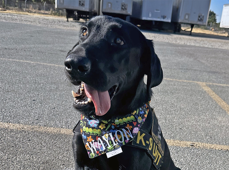 Waylon