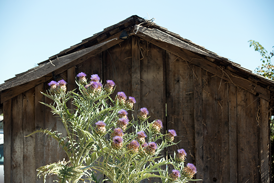 Flowers in front of an old rustic barn