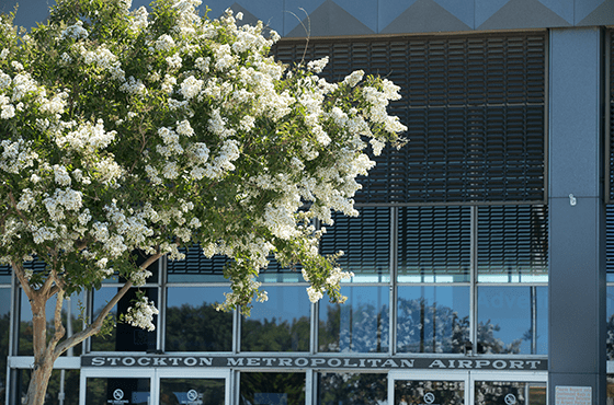 Blossoming tree outside of Stockton Metropolitan Airport