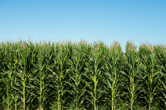 A row of corn plants in a corn field