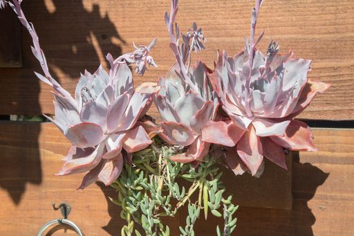 Purple and pink flowers growing against a wooden wall