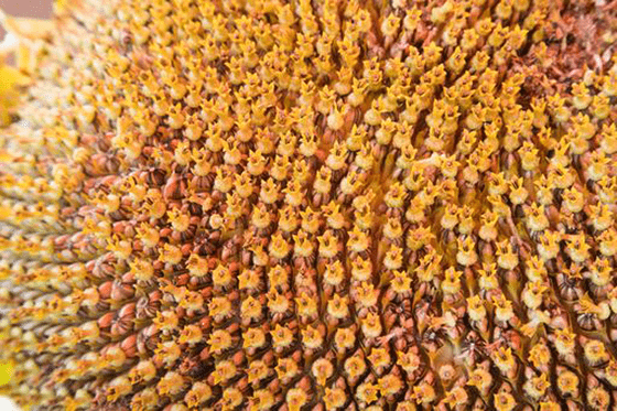 Up close photo of the center of a flower